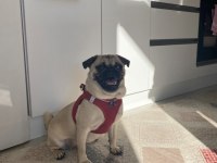 1.5 YAŞINDA AŞILI KARNELİ DİŞİ PUG