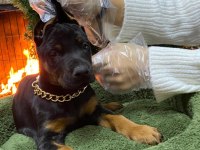 Safkan ırk ve sağlık garantili doberman yavruları