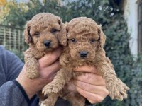 Safkan Toy Poodle Köpeği