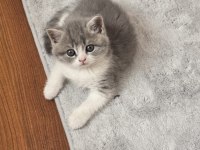 Anne baba safkan kediler