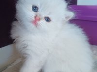 Muhteşem güzellikte golden british longhair yavrular
