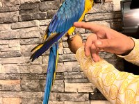 Macaw papağanlarımız