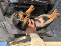 Acil sahiplendirilecektir Rottweiler yavruları
