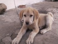Yavru kangal akbaş kırması