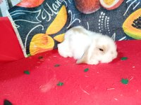 Hollanda Lop Bebek Tavşanlar