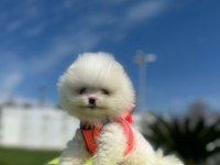 SHOW KALİTE TEDDY BOO YAVRULAR POMERANİAN