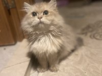 2 aylık erkek british longhair