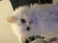 Sevimli yavrumuz british longhair