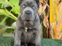 Gerçek cane corso köpekler için Ulaşın
