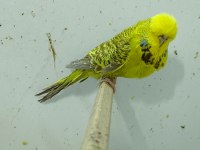 Show jumbo muhabbet kuşu ve salma kafes