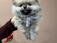 Pet ode köpek çiftliğinden teddy pomeranian