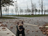 French bulldog köpeğimiz