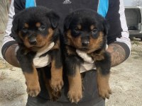 ROTTWEİLER YAVRULARI YENİ AİLELERİNİ BEKLİYOR