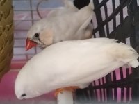 2 tane erkek Hint bülbülü