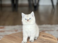 EVİNİZİN NEŞESİ MAVİ GÖZ BRİTİSH SHORTHAİR BEBEK