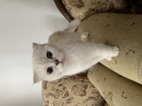 Scottish fold dişi secereli