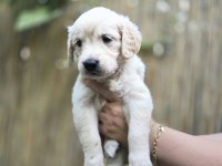 Bebek Surat Golden Retriever Erkek Ve Dişi Yavrular