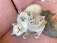 Son Kalan British Shorthair Yavrular