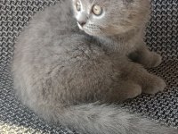 SAFKAN BRİTİSH SHORTHAİR YAVRU