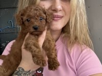 Toy Poodle Yavrularımız