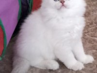 2 Aylık British Longhair Yavrular