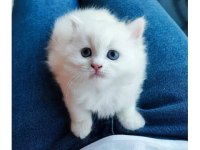 British Longhair