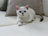 Sahibinden british shorthair kedisi