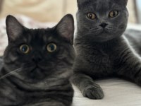 1 erkek ve 2 dişi british shorthair yavruları