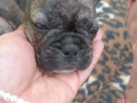 Sahiplendirilme zamanı beyaz sahiplendirildi french bulldog