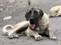 KANGAL KÖPEĞİMİZİ SAHİPLENDİRİYORUZ