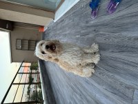 8 aylık maltipoo ücretsiz sahiplendirme
