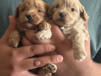 Kilo Garantili Ev Ortamındaki maltipoo Yavrularım