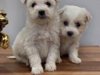 Irk garantili Maltese bebeklerimiz