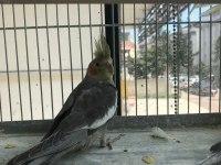 GRAY SULTAN PAPAĞANI YAVRULAR SİZLERLE
