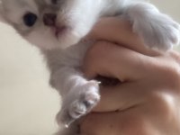 British shorthair yavrular