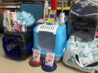SİYAM KEDİSİ MAVİ GÖZ ORJİNAL CANLI GELİP BAKABİLİRSİNİZ