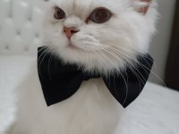 British longhair 8 aylık