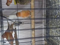 Kanaryalar birbirinden güzel öten kuşlar