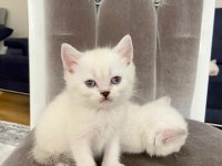 British shorthair beyaz
