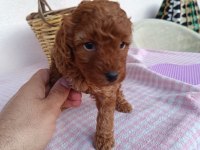 Aaa kalite teacup red brown poodle
