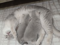 British Shorthair Yavrular