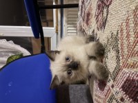 british shorthair blue point sahiplendirme