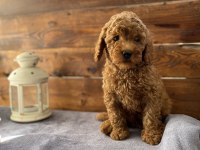 SON 2 YAVRUMUZ UYGUN FİYATLI POODLE