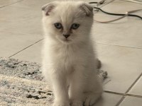 Scottish fold güzel yavrularımız