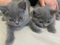 ÇOK TATLI İKİ KARDEŞ BİRLİKTE VERİLECEK BRİTİSH