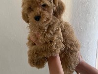 Maltipoo Bebekler