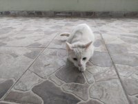 Ankara kedisi