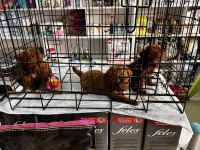 Toy Poodle kırmızı bebekler