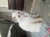 Harika bir british shorthair var