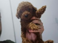 Ev doğumlu karamel poodle bebeklerim